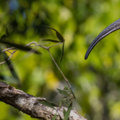 Ibis colony removed after causing havoc along Gold Coast’s M1