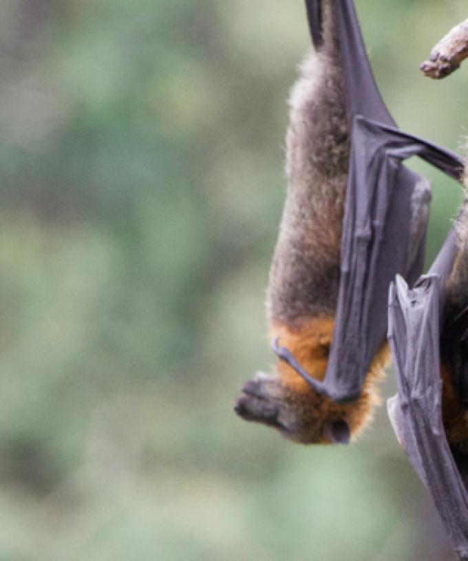 Lyssavirus warning after sick bat found on Gold Coast