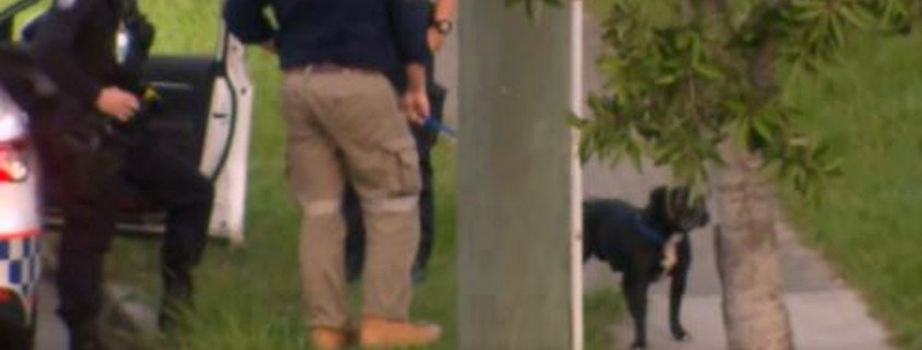 Child in serious condition after being mauled by dog in Logan