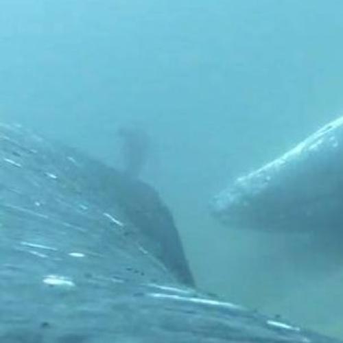 Whales indulge in ‘day spa treatments’ off Gold Coast