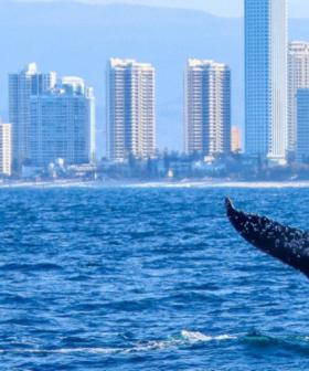 Weekly Whale Report: Humpback whales and dolphin interaction surprises researchers aboard Sea World Cruises