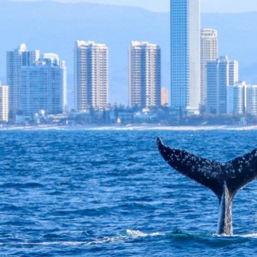 Weekly Whale Report: Humpback whales and dolphin interaction surprises researchers aboard Sea World Cruises