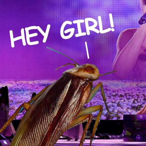 Taylor Swift Choked On A Bug On Stage!
