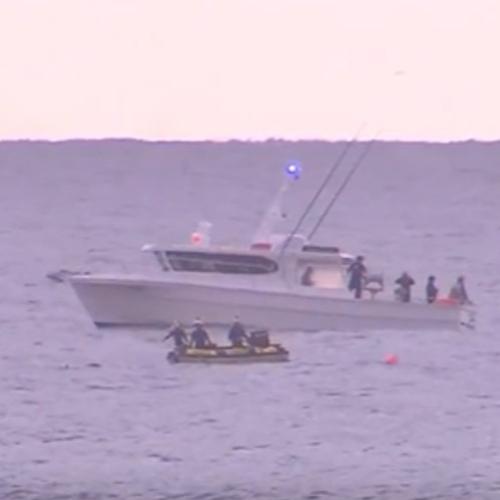 Entangled whale freed from shark nets off the Gold Coast