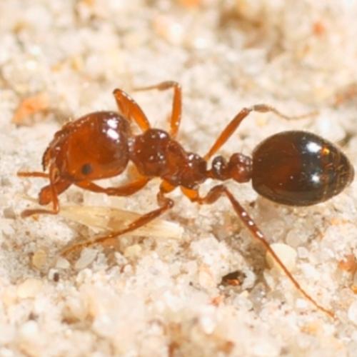 Fears fire ants on march as eradication funding stalls