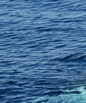 Weekly Whale Report: Sea World Cruises Whale Watching vessel gets mugged by curious humpback whales.
