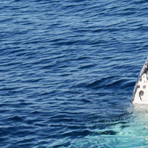 Weekly Whale Report: Sea World Cruises Whale Watching vessel gets mugged by curious humpback whales.