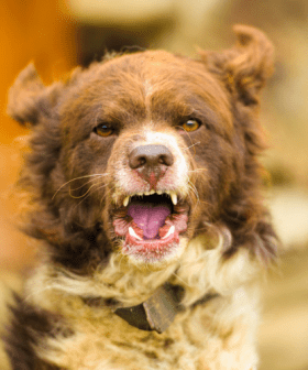Qld Government passes tough dangerous dog laws