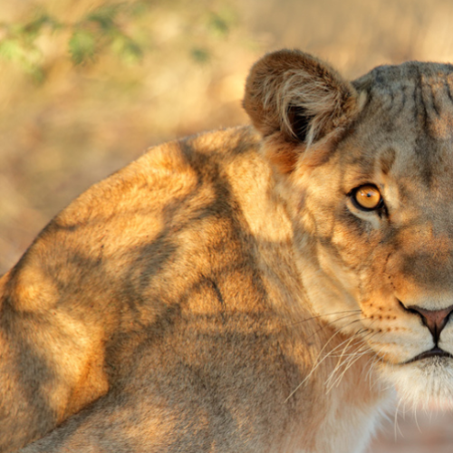 Police race to find lioness on the loose in Berlin