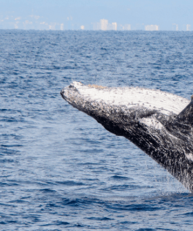 Weekly Whale Report: Newborn humpback whale calves return to the Gold Coast