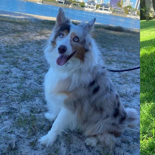 Alleged Gold Coast dog-napper granted bail in NSW