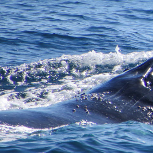 Weekly Whale Report: Gold Coast in preparation for the Gold Coast Whale Festival