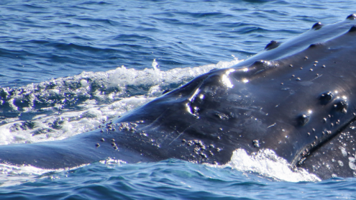Weekly Whale Report: Gold Coast in preparation for the Gold Coast Whale Festival