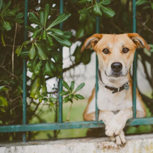 Tough new dog management laws come into effect on the Gold Coast