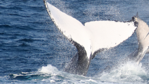 Weekly Whale Report:  Adorable calves of the season show off in the Gold Coast Bay