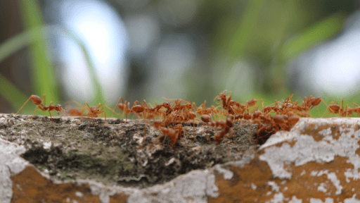 Fire ant alert for Gold Coast Hinterland after nest found
