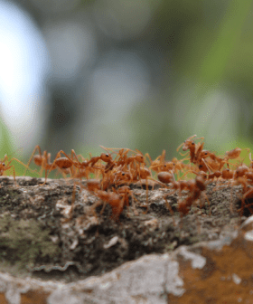 Southern Gold Coast fire ant detection prompts biosecurity order