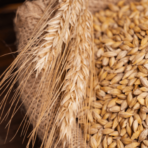 China to lift tariffs on Australian barley exports