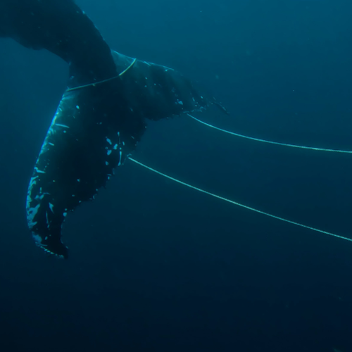 WATCH: Sea World rescues humpback spotted towing anchor off Gold Coast