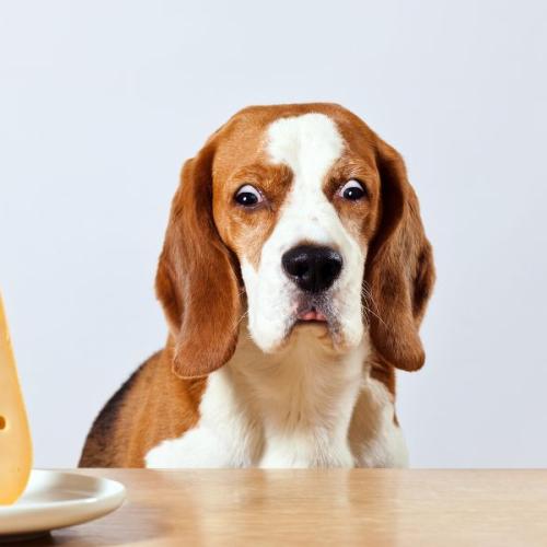 Brie-lieve it or not! Eating cheese could help reduce your risk of developing dementia!