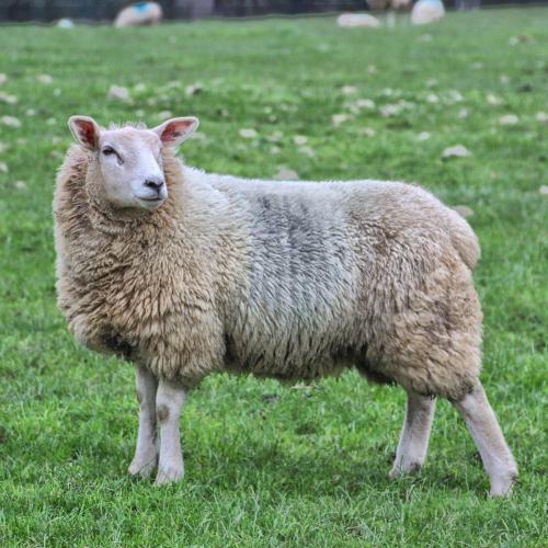 Rogue sheep causes havoc in busy Gold Coast area