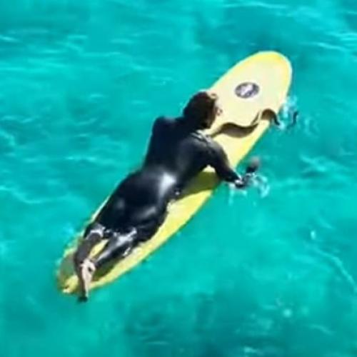 Man fined for taking his pet snake surfing on the Gold Coast