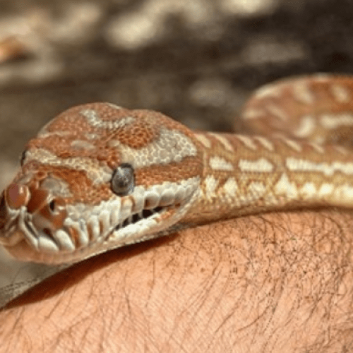 Five pet pythons stolen during home burglary on the Gold Coast