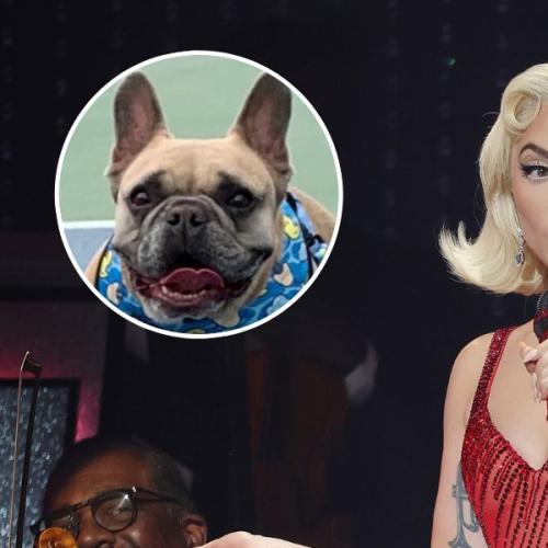 Lady Gaga’s $500k Reward Rejected in Dog-Napping Case