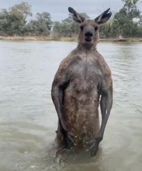 Brave Man Foils Kangaroo’s Attempt to Drown Dog