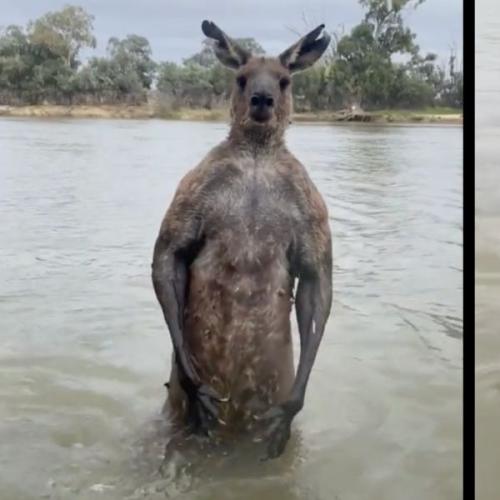 Brave Man Foils Kangaroo’s Attempt to Drown Dog