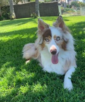 Man charged over theft of blind dog Bowie from Gold Coast home