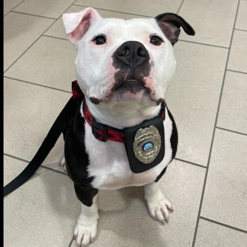 Pit Bull Is Sworn In By Police As "Paw-trol Officer"