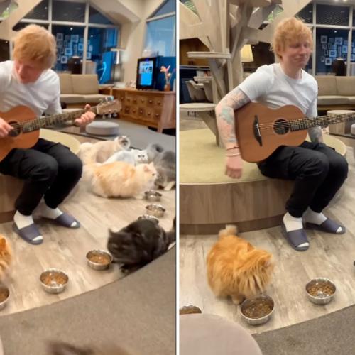 Ten Years After Failing To Serenade Unimpressed Cats, Ed Sheeran Fails Again