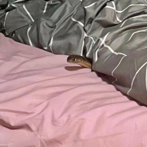 Horror as woman bitten by deadly snake while asleep in Qld home