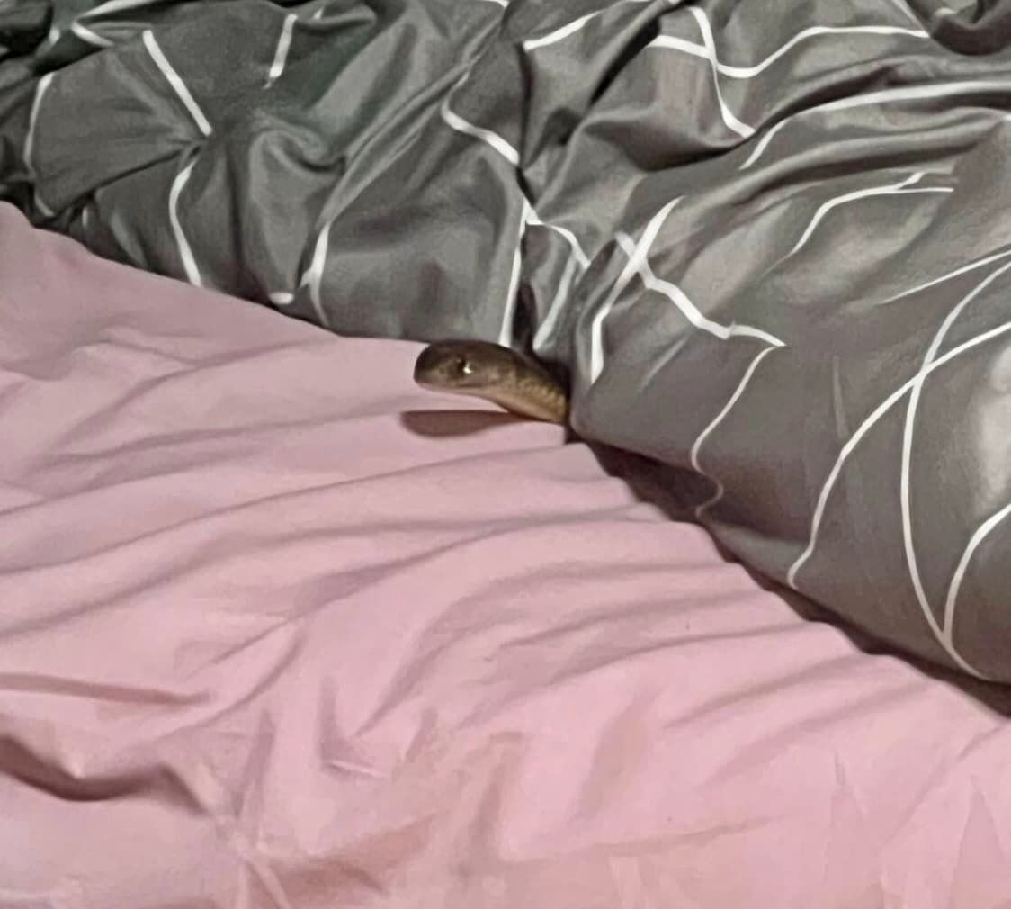 Mesmerizing Tourist Dies After Being Bitten At Snake Show While On Vacation In Egypt Photo in HD Mesmerizing Tourist Dies After Being Bitten At Snake Show While On Vacation In Egypt Photo in HD