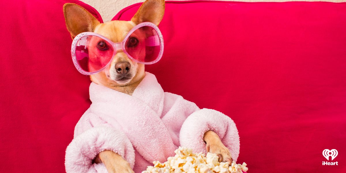 How iHeart’s Pet Radio Will Keep Your Pet Company When You’re Not Home