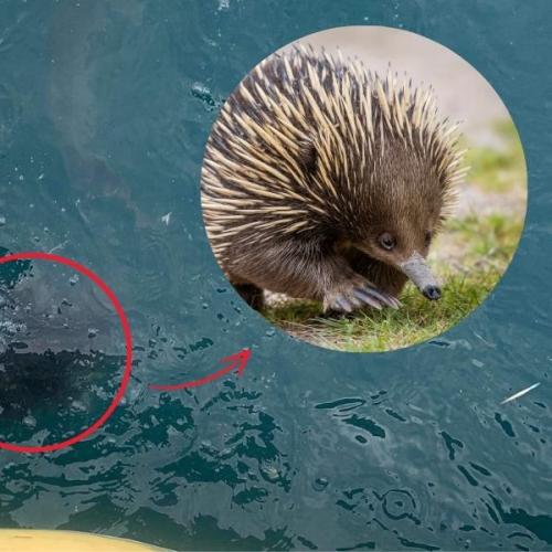 Only In Australia: Tiger Shark Vomits Up Entire Echidna