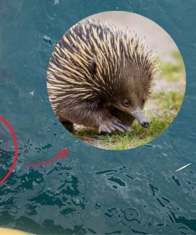 Only In Australia: Tiger Shark Vomits Up Entire Echidna