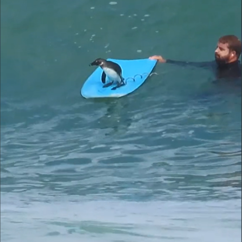 "Surf's Up!" Penguins Have Taken Up Surfing In South Africa