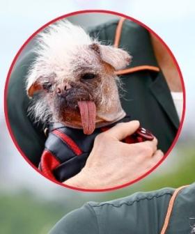 Peggy The Ugly Pug Stars in Deadpool & Wolverine Movie