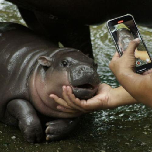 Tiny Hippo Becomes Zoo’s Biggest Star