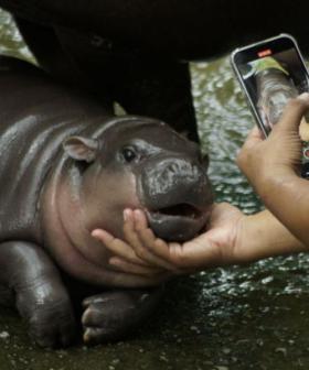 Tiny Hippo Becomes Zoo’s Biggest Star