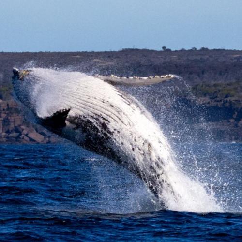 How Google are Using AI to Track Whales