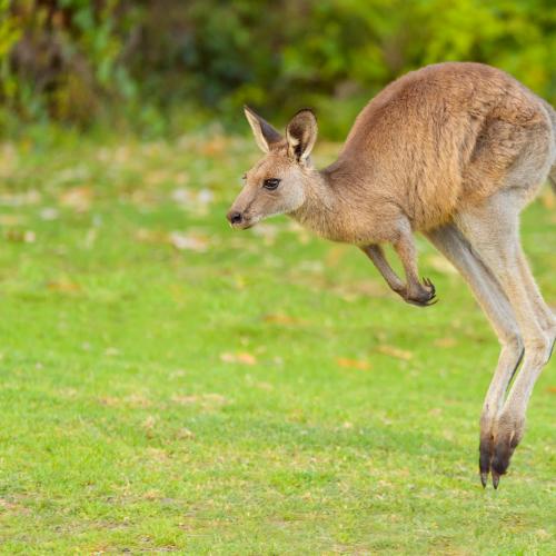 Man charged with allegedly running over and mutilating kangaroos