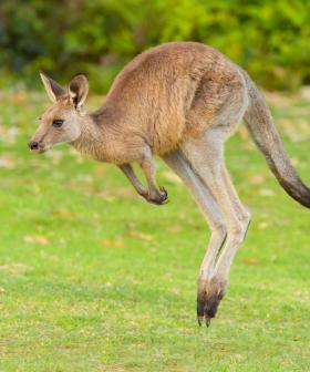 Man charged with allegedly running over and mutilating kangaroos