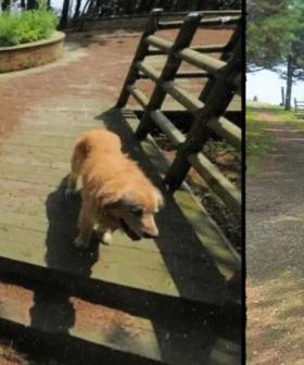 Furry Photobomber: Dog Appears in 1,000+ Maps Photos on South Korea’s Scenic Island