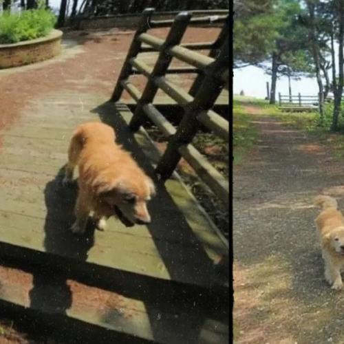 Furry Photobomber: Dog Appears in 1,000+ Maps Photos on South Korea’s Scenic Island
