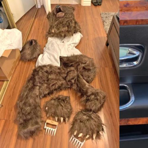 Fake Bears, Real Fraud: The Outlandish Luxury Car Insurance Scam