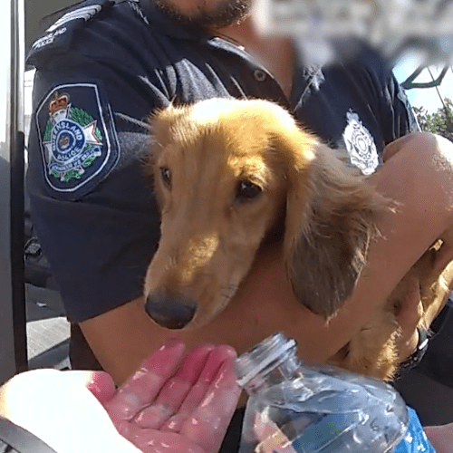 Man charged after police rescue dog from boiling hot car on Gold Coast