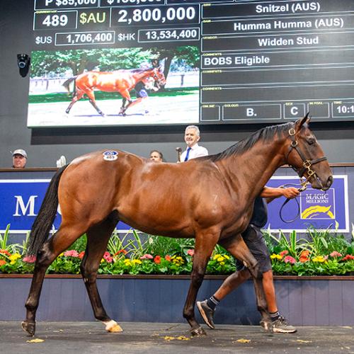 Snitzel Colt smashes Magic Millions Yearling Sale record